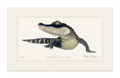 American Alligator Limited Edition Print Nick Mayer