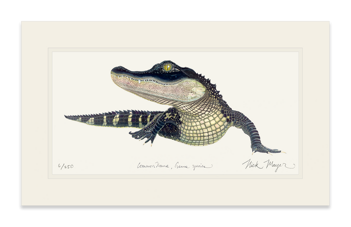 American Alligator Limited Edition Print Nick Mayer