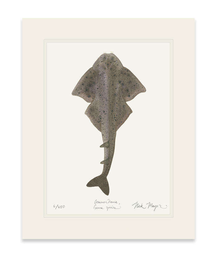 Angel Shark Limited Edition Print Nick Mayer