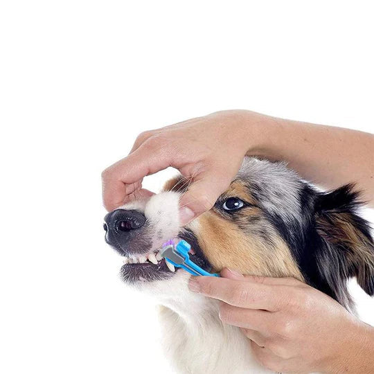 BrightBite Triple-Head Dog Toothbrush