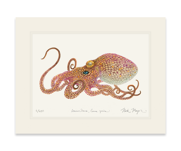 California Two Spot Octopus Limited Edition Print - Best Seller Nick Mayer