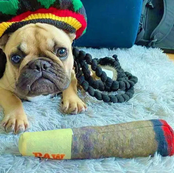 ChewMaster Interactive Bone