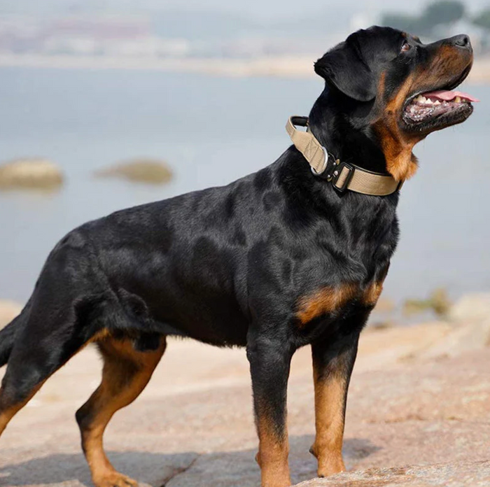 CommandGrip Tactical Dog Collar