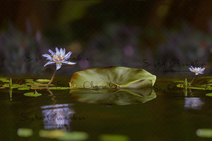 Digital  Backdrop