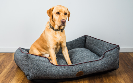 Edinburgh Rectangle - Stylish Cover for Ultimate Comfort - for dogs Snug and Cosy Pets