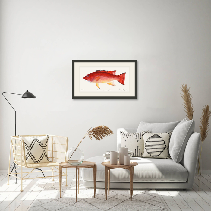 Female California Sheephead Limited Edition Print Nick Mayer