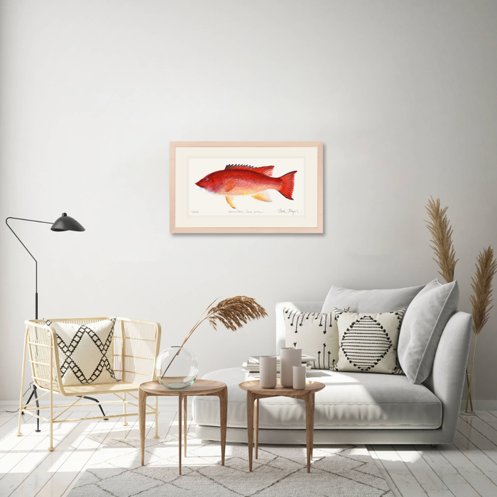 Female California Sheephead Limited Edition Print Nick Mayer