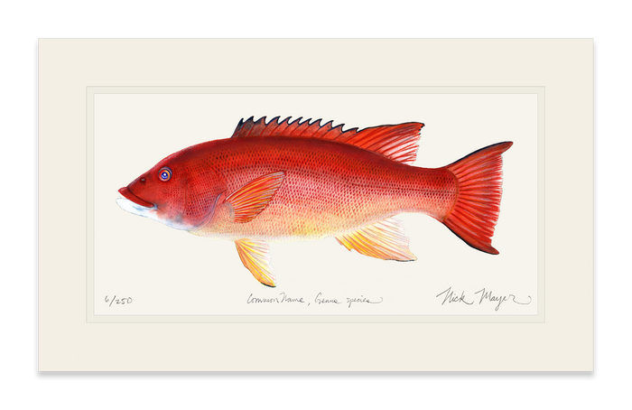 Female California Sheephead Limited Edition Print Nick Mayer