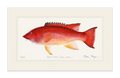 Female California Sheephead Limited Edition Print Nick Mayer