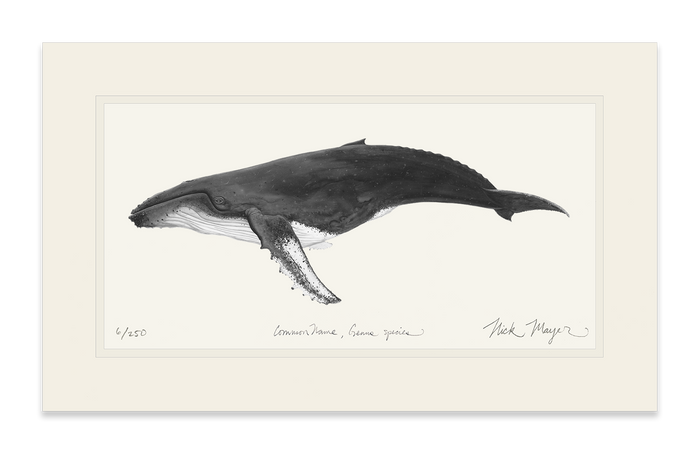 Humpback Whale Limited Edition Print (B&W) Nick Mayer