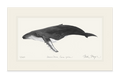 Humpback Whale Limited Edition Print (B&W) Nick Mayer