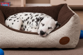Mocha Polka Dot Box Bed for Stylish Comfort and Support - Dog Bed for dogs Snug and Cosy Pets