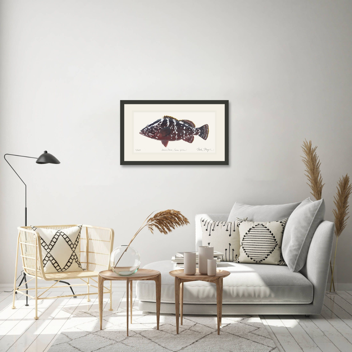 Nassau Grouper Limited Edition Print Nick Mayer