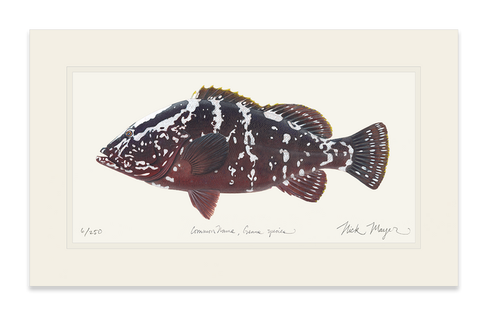 Nassau Grouper Limited Edition Print Nick Mayer
