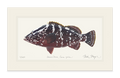 Nassau Grouper Limited Edition Print Nick Mayer