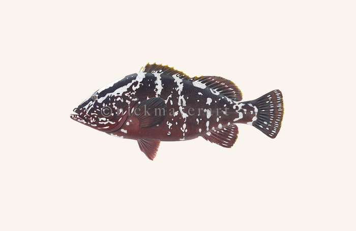 watermark
