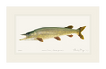 Northern Pike Limited Edition Print Nick Mayer