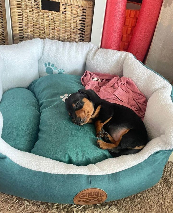 Pisa Oval Dog Bed Pet Puppy Bed in Turquoise - Leather-Feel Wipe-Clean Pet Bed - Pet Beds for dogs Snug and Cosy Pets
