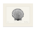 Scallop Limited Edition Print (B&W) Nick Mayer