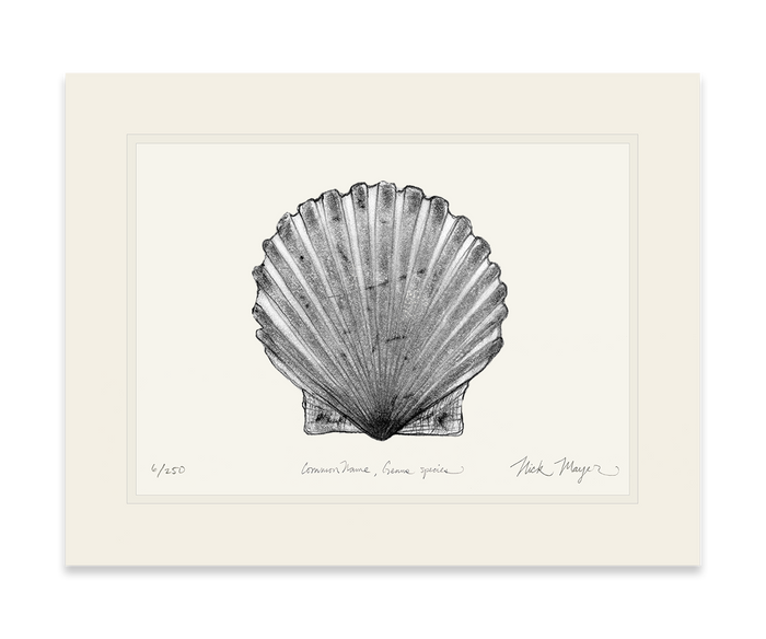 Scallop Limited Edition Print (B&W) Nick Mayer