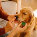 SnoutGuard Nourishing Balm