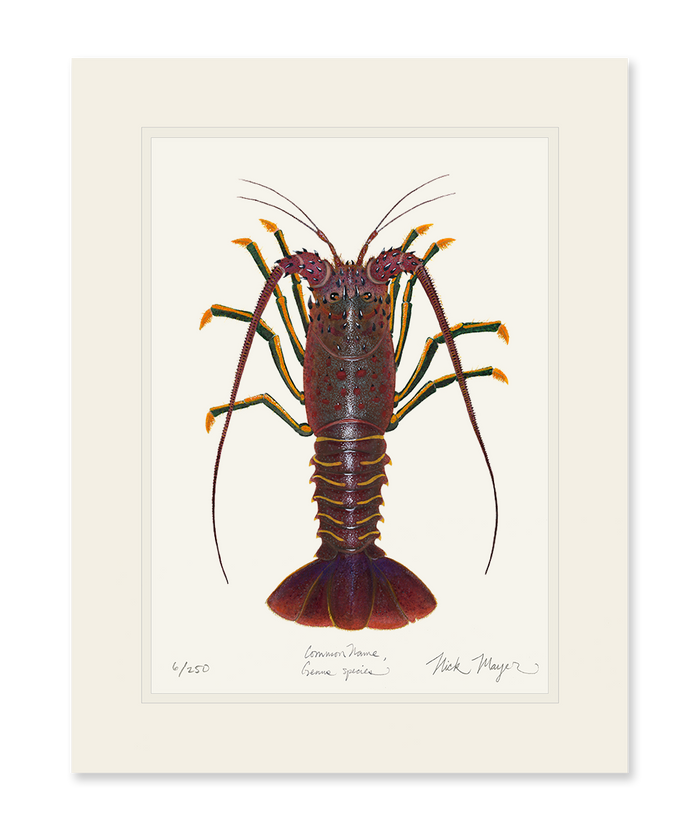 Spiny Lobster I Limited Edition Print Nick Mayer