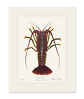 Spiny Lobster I Limited Edition Print Nick Mayer