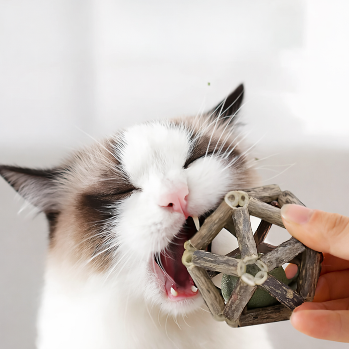 Whisker-Haven Cube