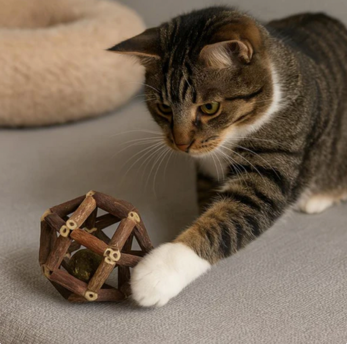 Whisker-Haven Cube