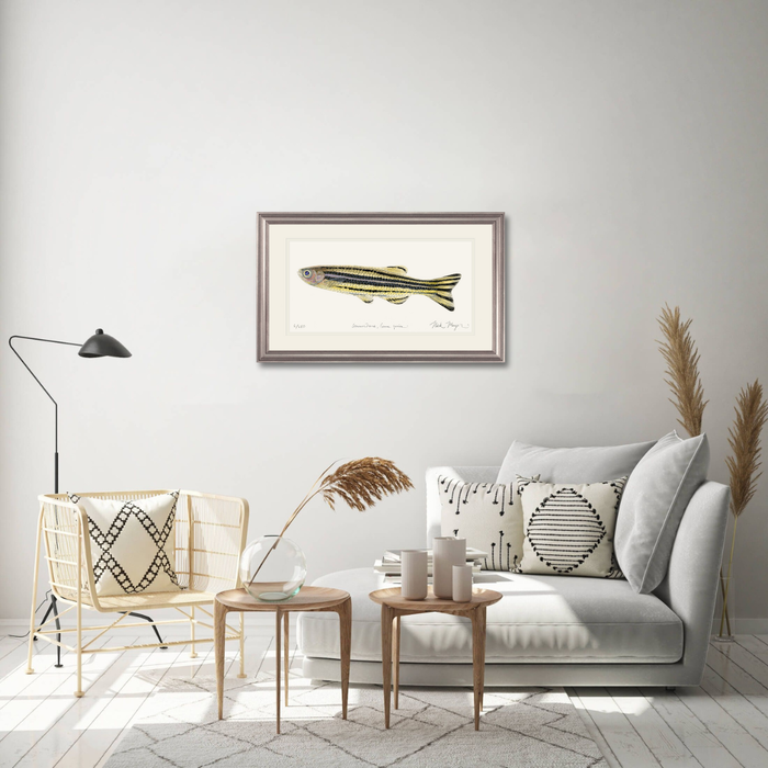 Zebrafish Limited Edition Print Nick Mayer