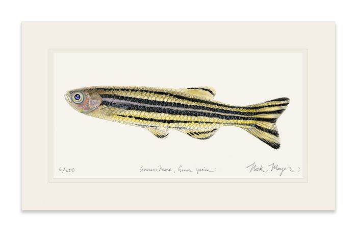 Zebrafish Limited Edition Print Nick Mayer