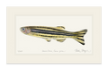 Zebrafish Limited Edition Print Nick Mayer
